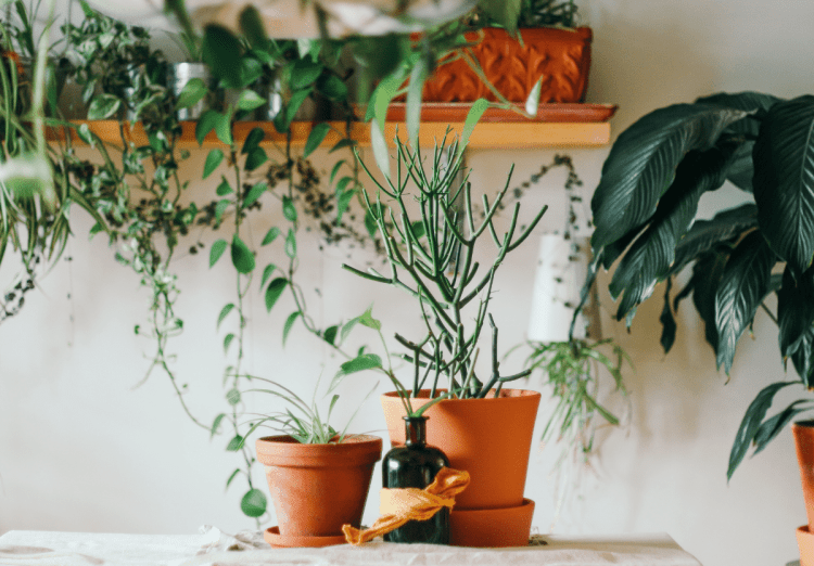 Confinement et Français le retour à la terre